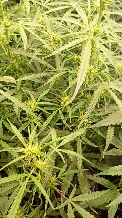 Chaos Cake Auto Anesia Seeds