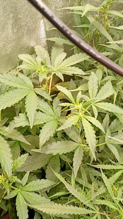 Sweet ZZ Auto Royal Queen Seeds