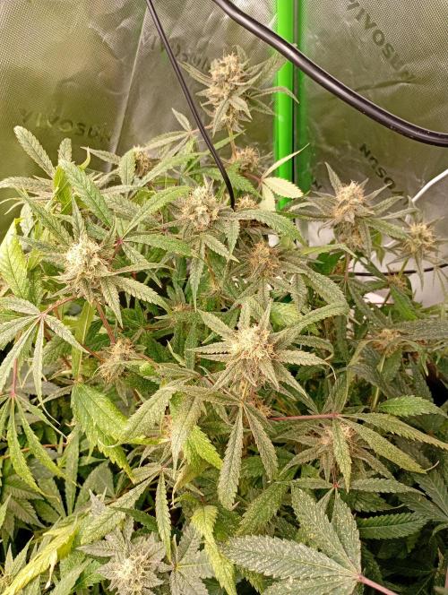 Gelato 44 Tyson 2.0 x RQS. Week 16