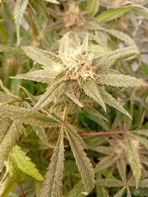Gelato 44 Tyson 2.0 x RQS. Week 16