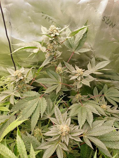 Green Gelato P#1 Royal Queen Seeds. Week 16