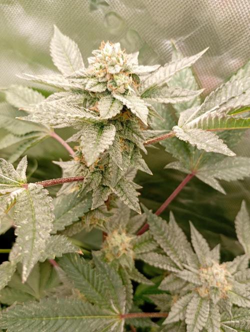 Green Gelato P#1 Royal Queen Seeds. Week 16