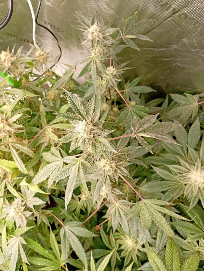 Green Gelato P#2 Royal Queen Seeds. Week 16