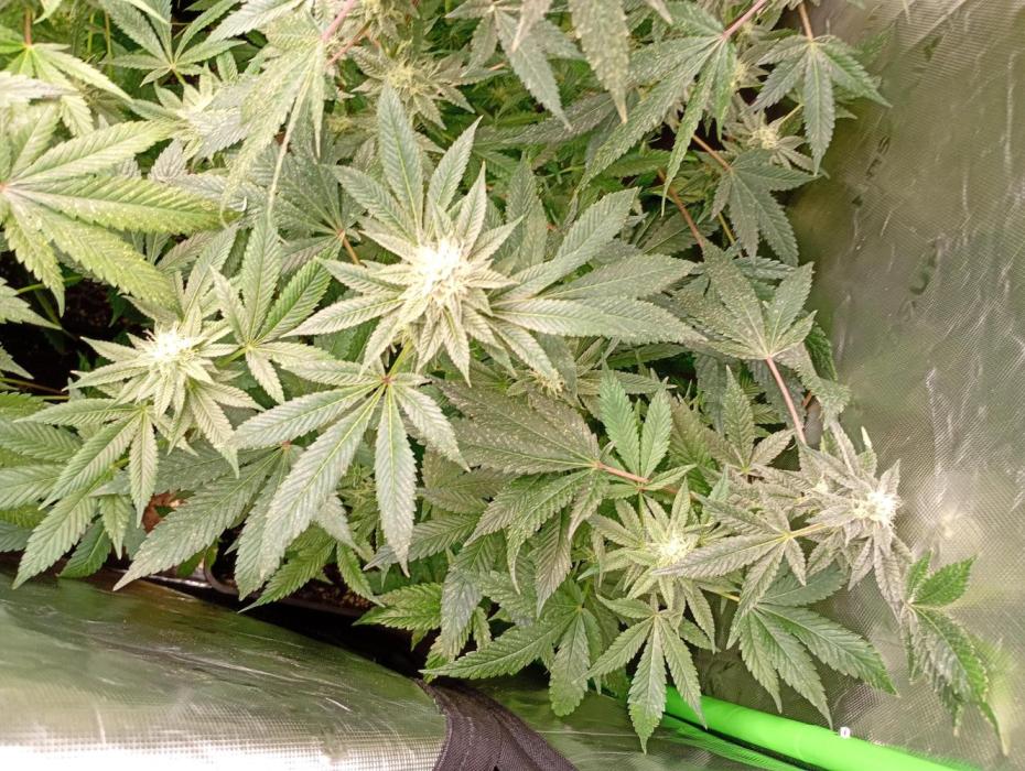 Lemonpaya Pheno #2 Fastbuds. Week 16