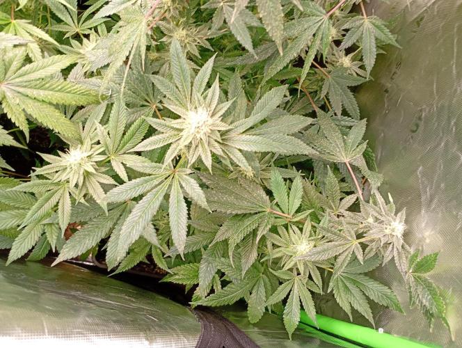 Lemonpaya. Week 16
