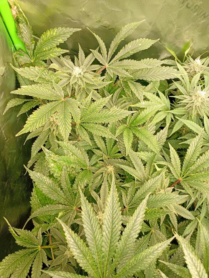 Lemon Cherry Gelato P#1 Barneys Farm. Week 16