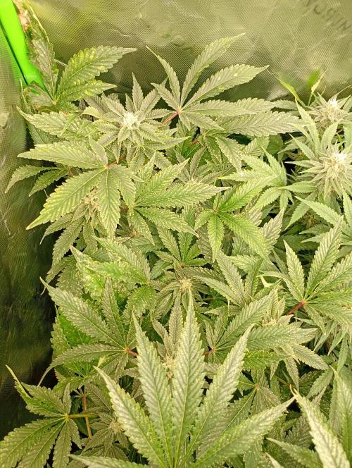 Lemon Cherry Gelato. Week 16