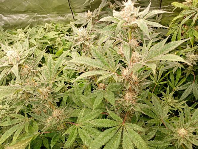 Orange Sherbet FF P#2 Fastbuds. Week 16