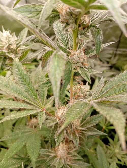 Orange Sherbet FF P#2 Fastbuds. Week 16
