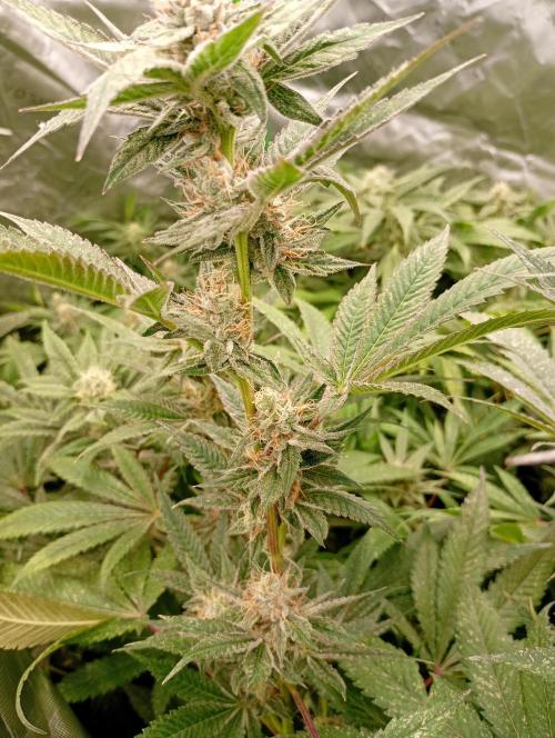 Orange Sherbet FF. Week 16
