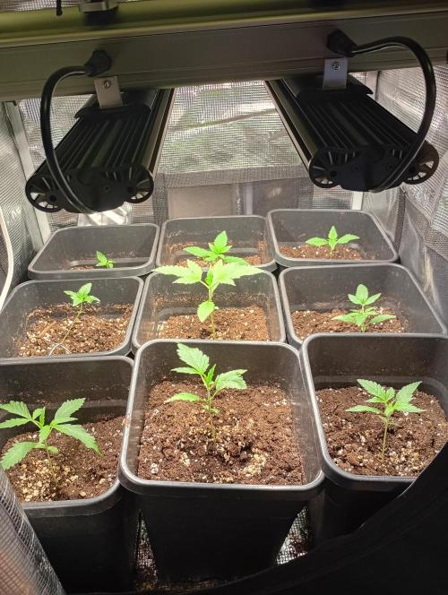 Pheno Hunt Gelato Auto Fastbuds. Week 2