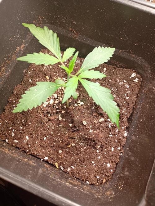 Pheno Hunt Gelato Auto Fastbuds. Week 2