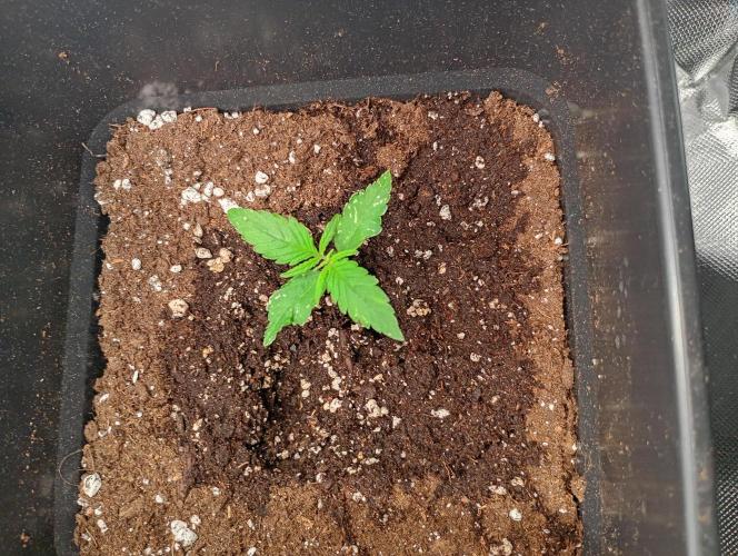 Mango Cherry Runtz F1 CHAMP Fastbuds. Week 2