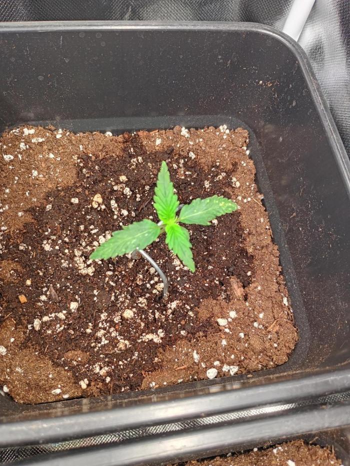 Gelato Mint Auto 00Seeds. Week 2