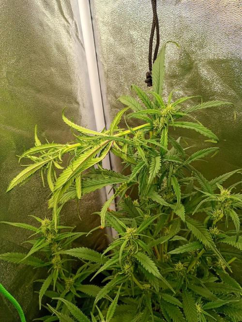 Strawberry Gorilla Auto RF3. Week 10