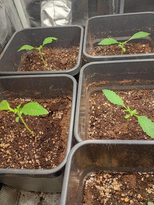 Pheno Hunt Gelato Auto Fastbuds. Week 2