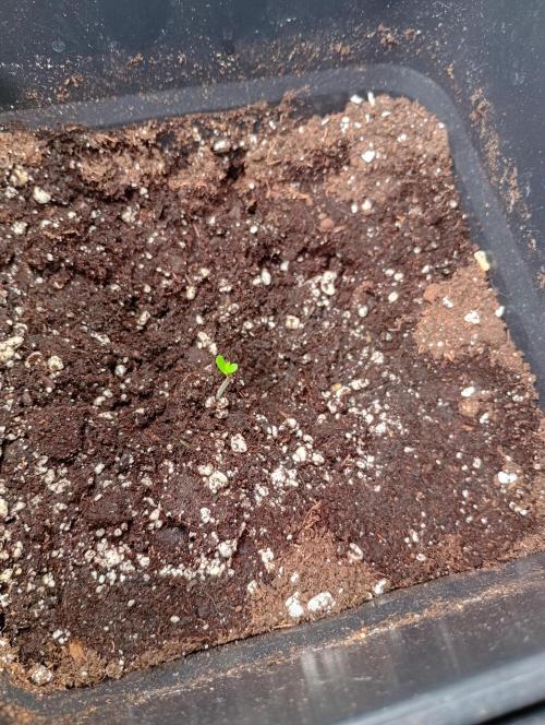 Mango Frost Auto. Week 0