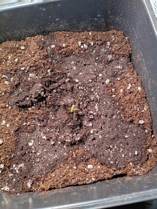 60x60x180. Week 0