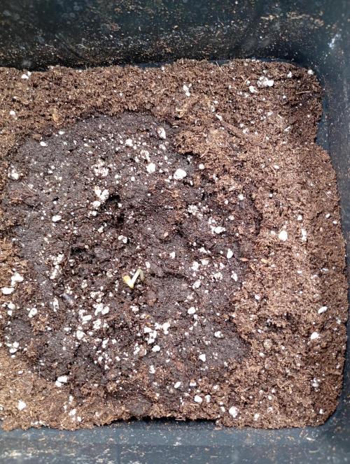 Wurlz F1 Automatic . Week 0