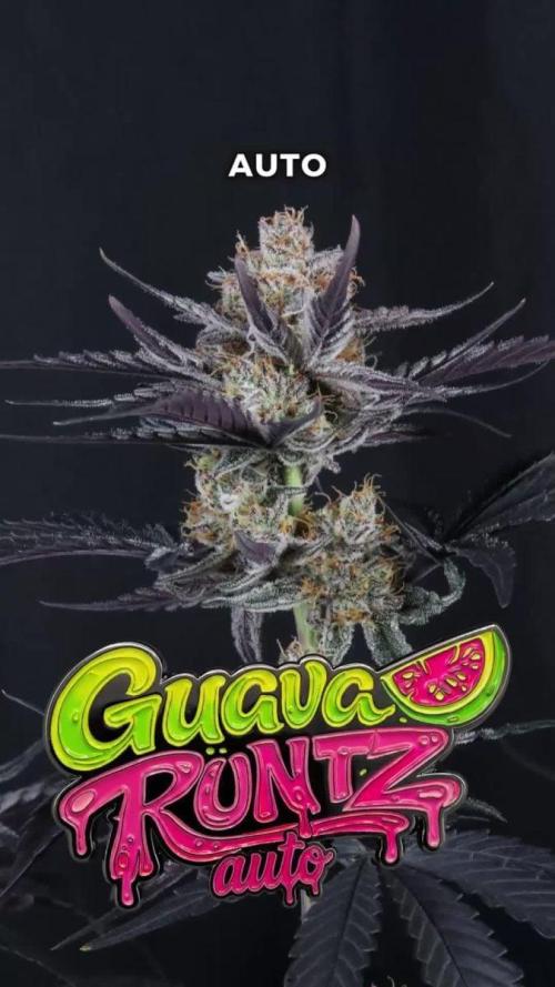 Guava Runtz Auto Fastbuds. Week 0