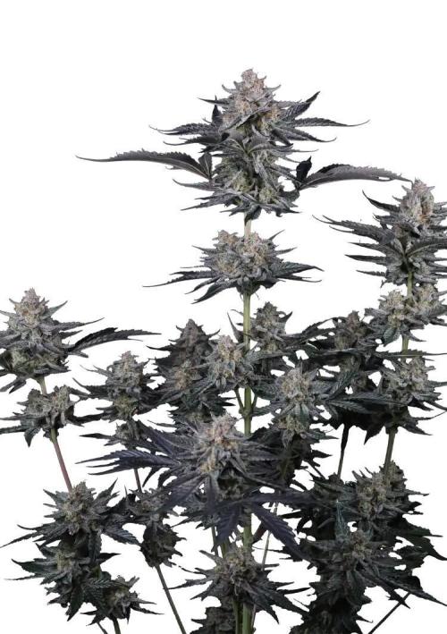 Mendo Guava Auto Fastbuds. Week 0