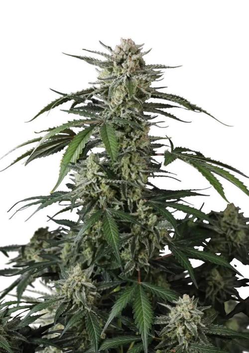 Banana Guava Auto Fastbuds. Week 0