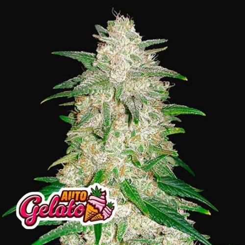 Pheno Hunt Gelato Auto Fastbuds. Week 0