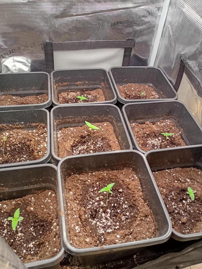Pheno Hunt Gelato Auto Fastbuds. Week 1