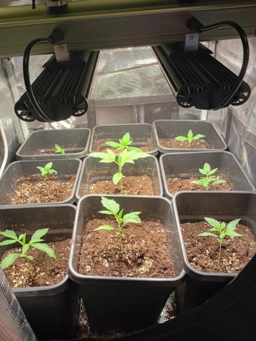 Pheno Hunt Gelato Auto Fastbuds. Week 2