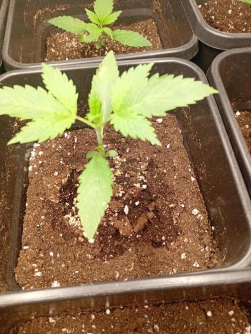 Pheno Hunt Gelato Auto Fastbuds. Week 2