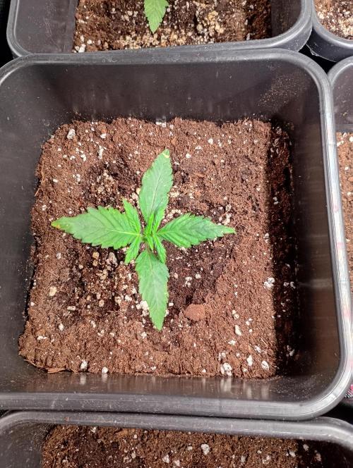 Lemon Cherry Sundae Auto. Week 2