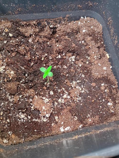 Mango Frost Auto. Week 1