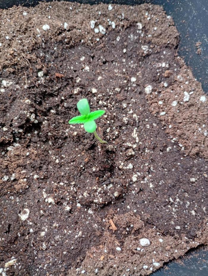Banana Cherry Cookies Auto Fastbuds. Week 1