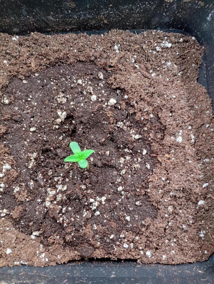 Mendo Cherry Cookies Auto Fastbuds. Week 1
