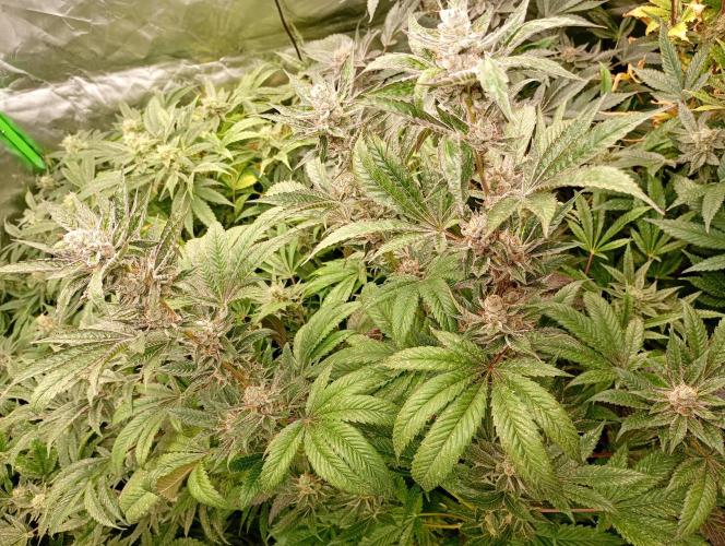Orange Sherbet FF P#2 Fastbuds. Week 17