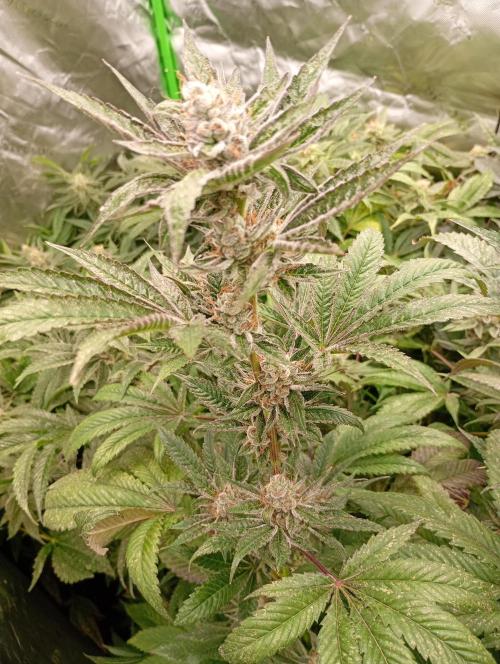 Orange Sherbet FF P#2 Fastbuds. Week 17