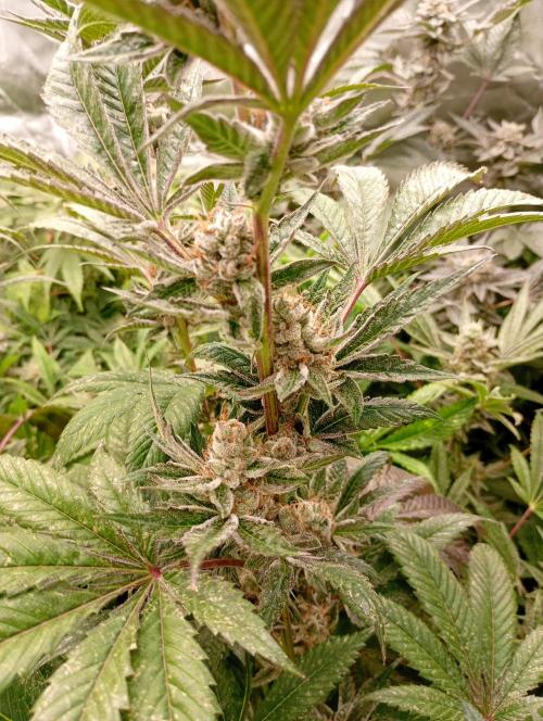 Orange Sherbet FF P#2 Fastbuds. Week 17