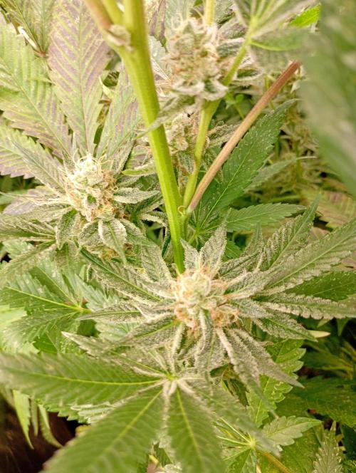 Orange Sherbet FF P#2 Fastbuds. Week 17