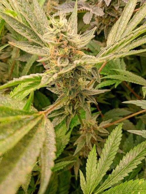 Orange Sherbet FF. Week 17
