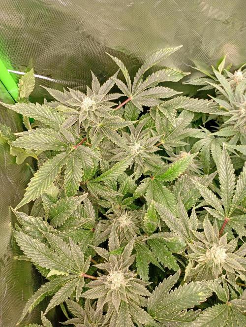 Lemon Cherry Gelato P#1 Barneys Farm. Week 17