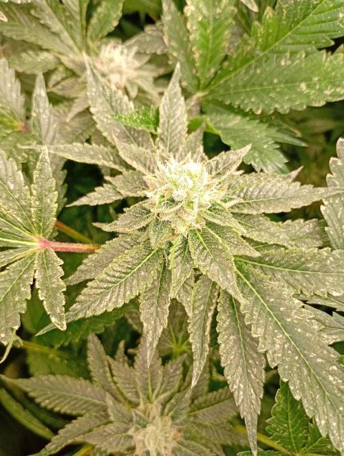 Lemon Cherry Gelato P#1 Barneys Farm. Week 17