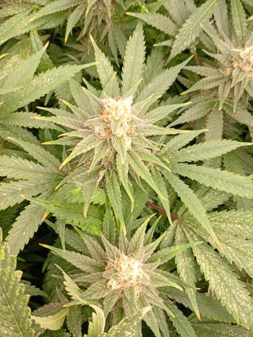 Lemon Cherry Gelato P#2 Barneys Farm. Week 17