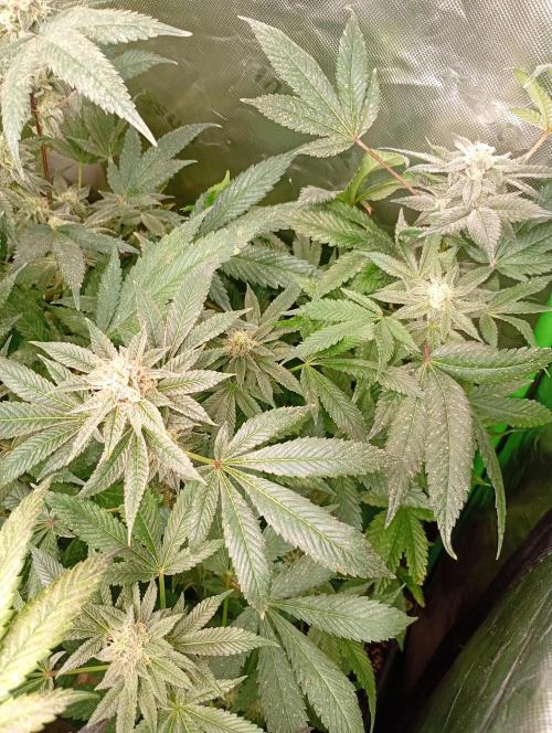 Lemonpaya. Week 17