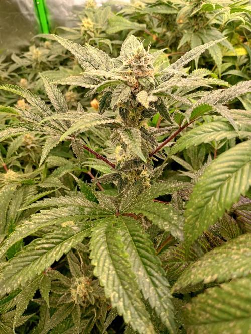 Cosmic Cheddar F1'26 Royal Queen Seeds. Week 15