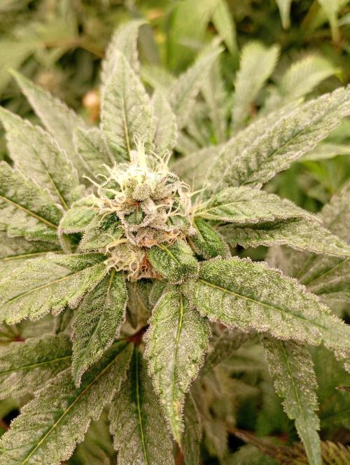 Cosmic Cheddar F1. Week 15