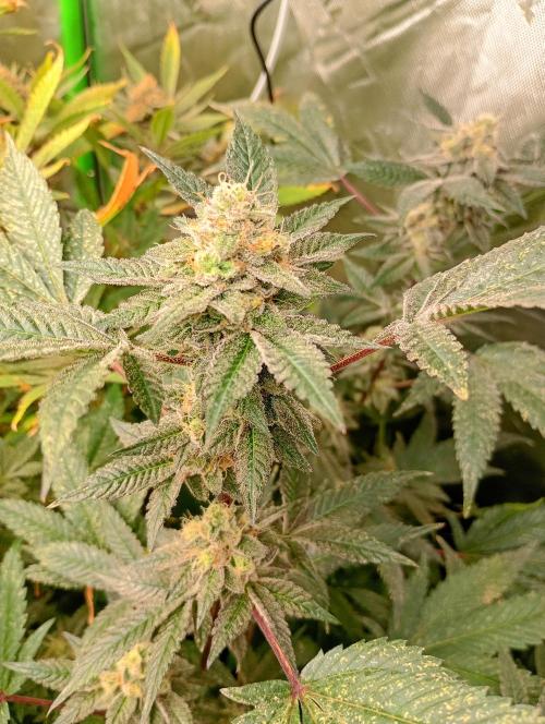 Green Gelato P#2 Royal Queen Seeds. Week 17
