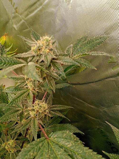 Green Gelato. Week 17
