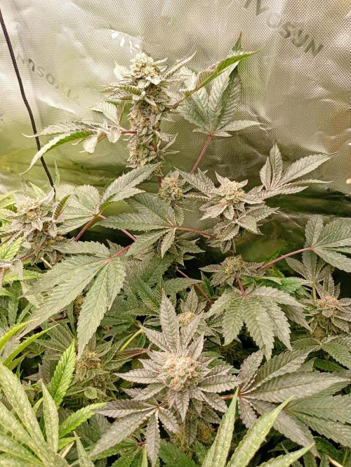 Green Gelato P#1 Royal Queen Seeds. Week 17