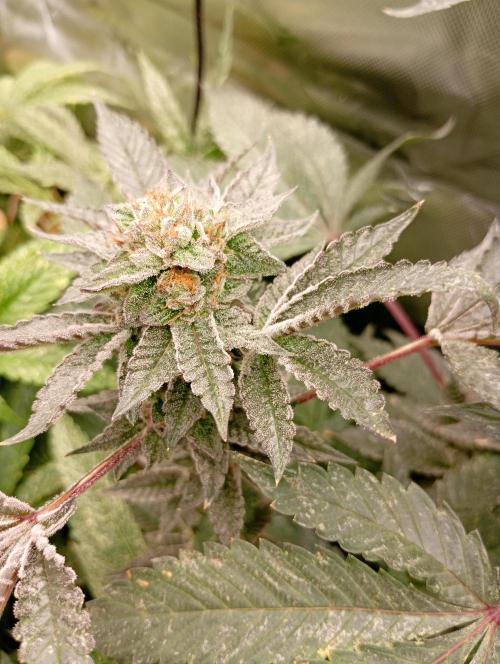 Green Gelato P#1 Royal Queen Seeds. Week 17