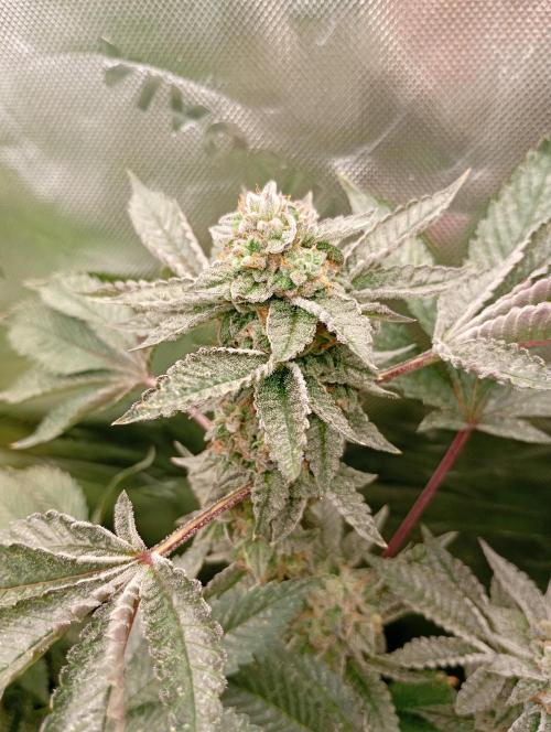Green Gelato. Week 17